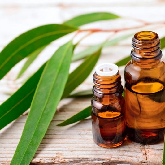 Eucalyptus Essential Oil